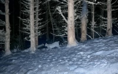 Luchssichtungen im Kreis Lippe