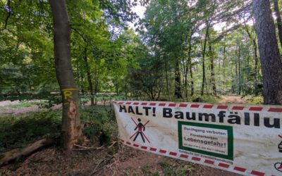 Bauarbeiten für Radweg werden für Verkehrssicherung genutzt