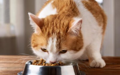 Produktion von Katzenfutter hat sich seit 2005 mehr als verdreifacht