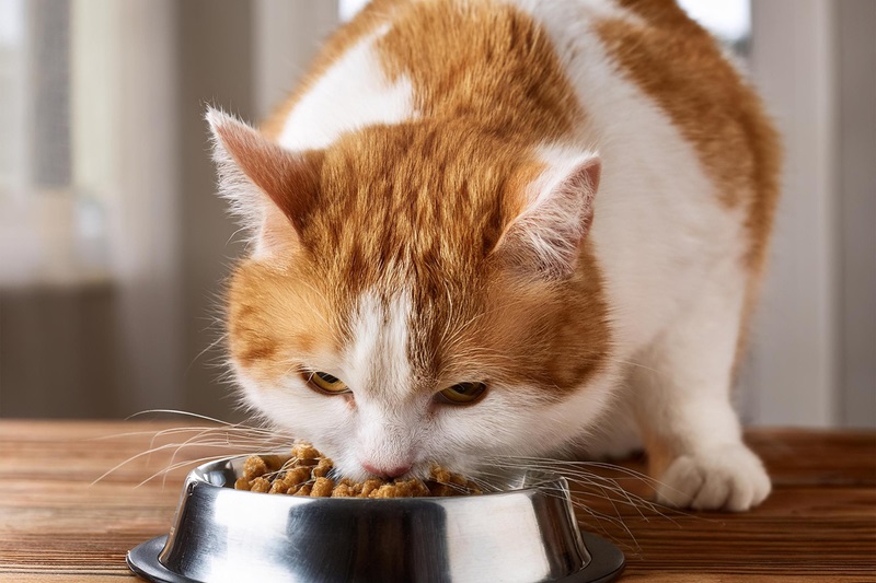 Produktion von Katzenfutter hat sich seit 2005 mehr als verdreifacht
