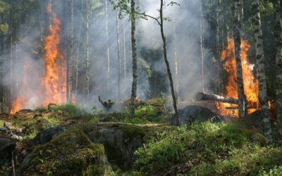 Waldbrandgefahr – Vorsicht geboten