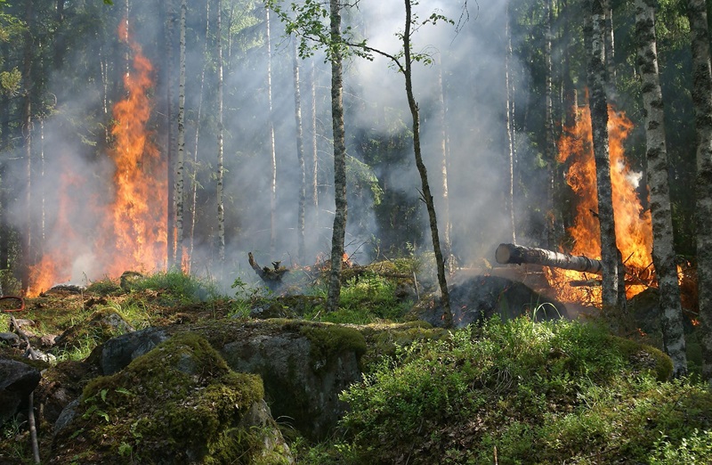 Waldbrandgefahr – Vorsicht geboten