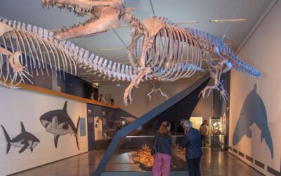 „überLeben – Walheimat Urmeer“ im Lippischen Landesmuseum eröffnet