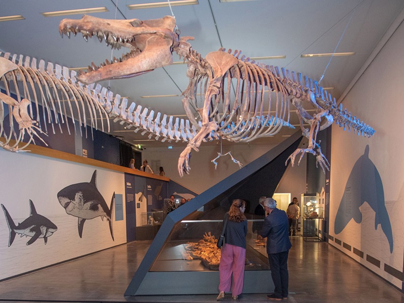 „überLeben – Walheimat Urmeer“ im Lippischen Landesmuseum eröffnet