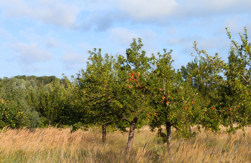 Erntezeit auf den lippischen Streuobstwiesen abgeschlossen